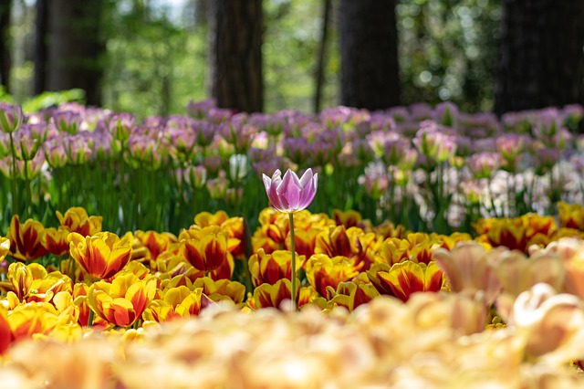 Free download tulips flowers spring garden free picture to be edited with GIMP free online image editor