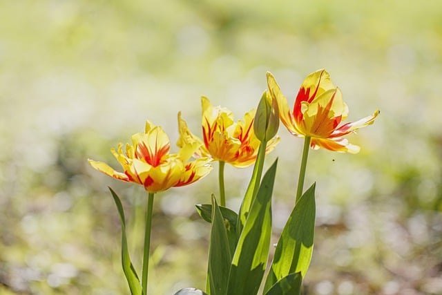 Free download tulips flowers spring nature free picture to be edited with GIMP free online image editor