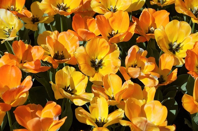 Free download tulips flowers spring onions garden free picture to be edited with GIMP free online image editor