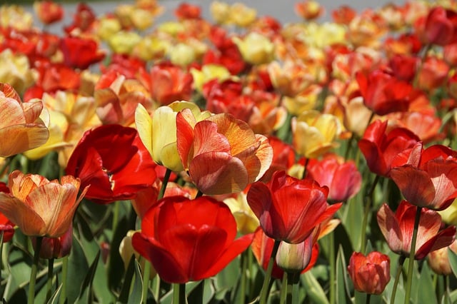 Free download tulips flowers spring petals buds free picture to be edited with GIMP free online image editor