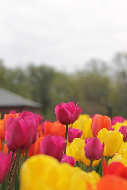 Free download tulips flowers spring sky botany free picture to be edited with GIMP free online image editor