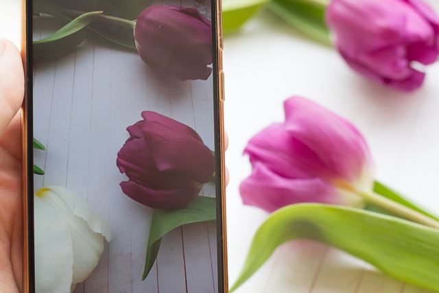 Free download tulips flowers spring women s day free picture to be edited with GIMP free online image editor
