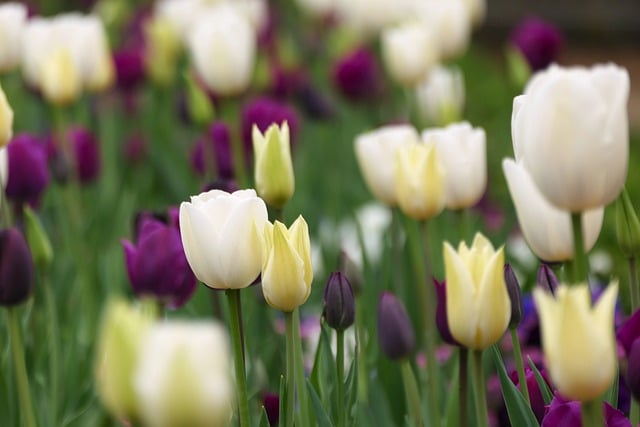 Free download tulips flowers tulip field bloom free picture to be edited with GIMP free online image editor