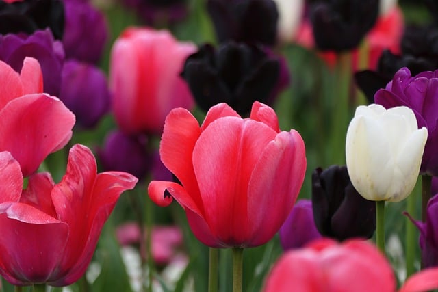 Free download tulips flowers tulip field blossoms free picture to be edited with GIMP free online image editor