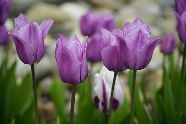 Free download tulips flowers violet tulips violet free picture to be edited with GIMP free online image editor
