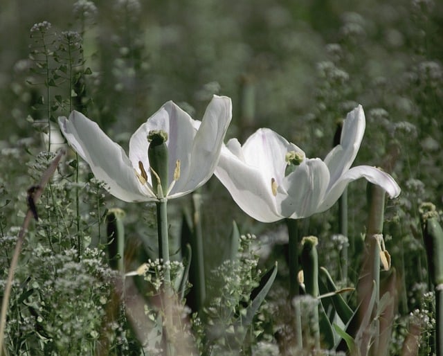 Free download tulips flowers white tulips petals free picture to be edited with GIMP free online image editor