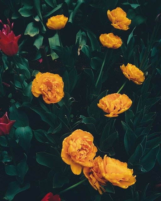 قم بتنزيل Tulips Flowers Yellow - صورة مجانية أو صورة مجانية ليتم تحريرها باستخدام محرر الصور عبر الإنترنت GIMP