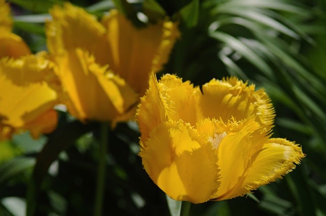 Free download tulips flowers yellow garden flora free picture to be edited with GIMP free online image editor