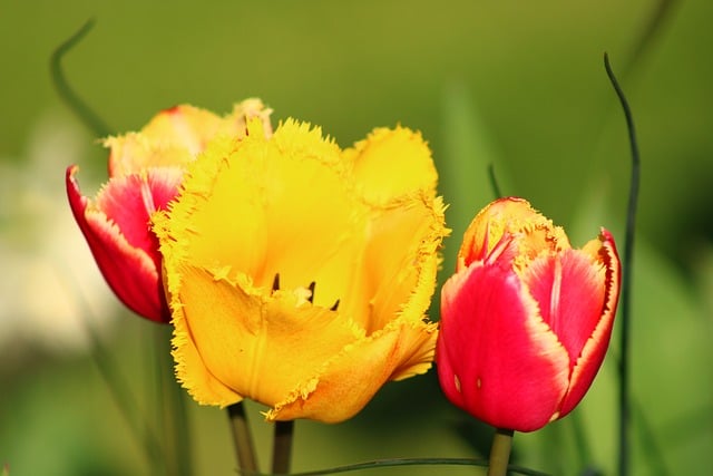 Free download tulips flower wallpaper blossom free picture to be edited with GIMP free online image editor
