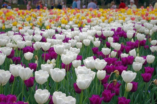 Libreng download Tulips Galore Dallas - libreng larawan o larawan na ie-edit gamit ang GIMP online na editor ng imahe