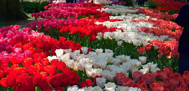 Gratis download Tulips Garden Blooming - gratis foto of afbeelding om te bewerken met GIMP online afbeeldingseditor