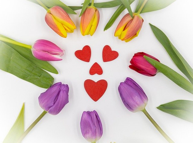 Descarga gratuita Tulips Heart Spring: foto o imagen gratuita para editar con el editor de imágenes en línea GIMP