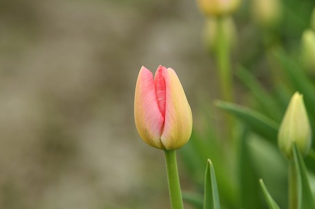 Download grátis tulipa skaggit vale natureza rosa f imagem gratuita para ser editada com o editor de imagens online gratuito GIMP