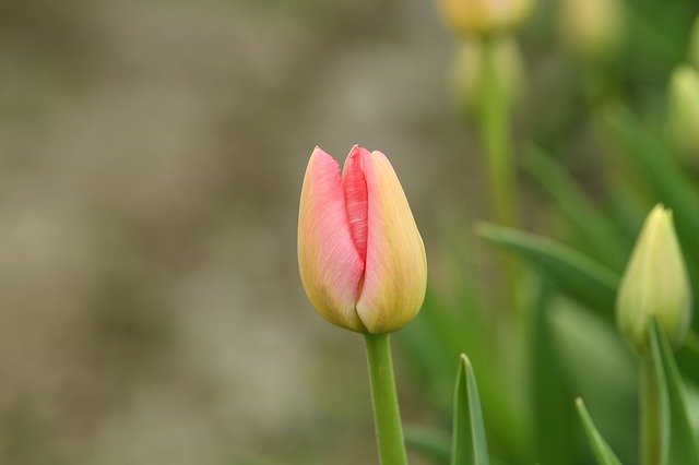 Free download tulip skaggit valley nature pink f free picture to be edited with GIMP free online image editor