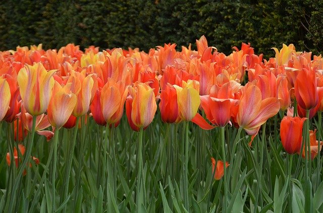 تنزيل Tulips Keukenhof Holland مجانًا - صورة مجانية أو صورة مجانية ليتم تحريرها باستخدام محرر الصور عبر الإنترنت GIMP