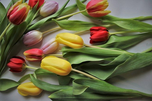 Free download tulips leaves women s day plants free picture to be edited with GIMP free online image editor