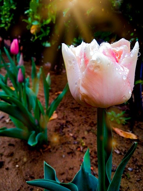 Descarga gratuita Tulips Light Pink Tulip Flower - foto o imagen gratuita para editar con el editor de imágenes en línea GIMP