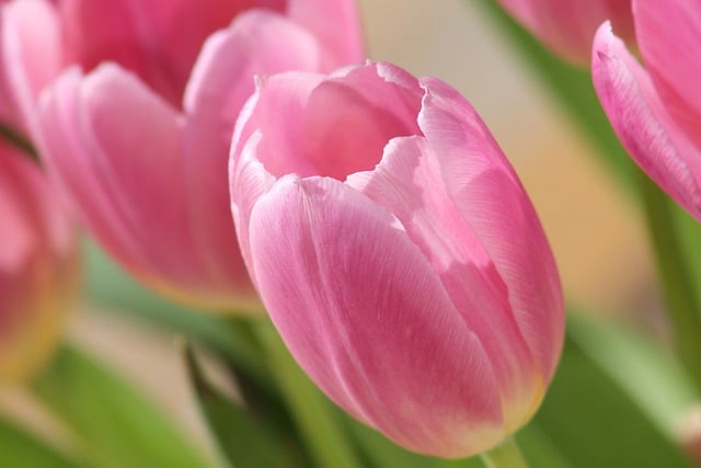 Free download tulips nature bloom garden spring free picture to be edited with GIMP free online image editor