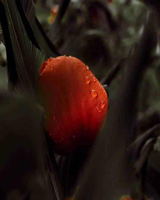 Free download tulips nature garden bloom spring free picture to be edited with GIMP free online image editor