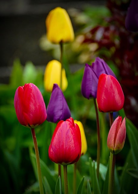 Free download tulips nature spring early bloomer free picture to be edited with GIMP free online image editor