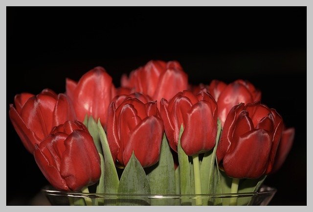 دانلود رایگان Tulips Netherlands Spring - عکس یا تصویر رایگان قابل ویرایش با ویرایشگر تصویر آنلاین GIMP