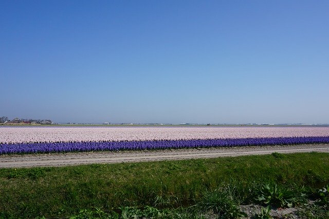 Free download Tulips North Of The Netherlands -  free photo or picture to be edited with GIMP online image editor