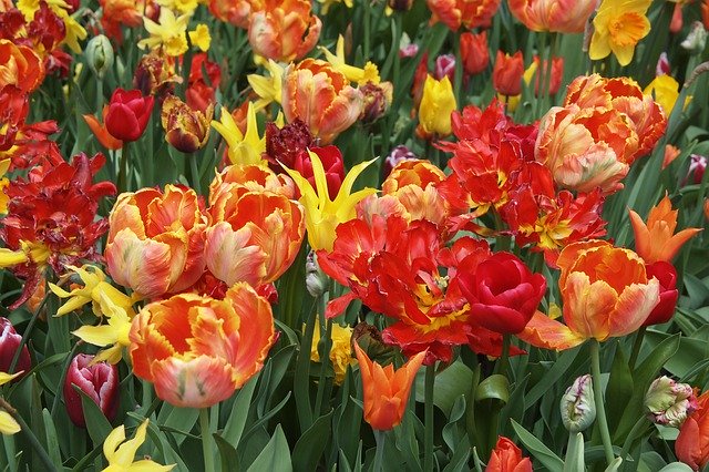 Unduh gratis Tulips Orange Red - foto atau gambar gratis untuk diedit dengan editor gambar online GIMP