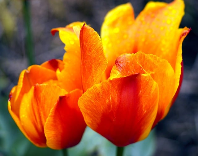 Free download tulips orange tulips orange flowers free picture to be edited with GIMP free online image editor