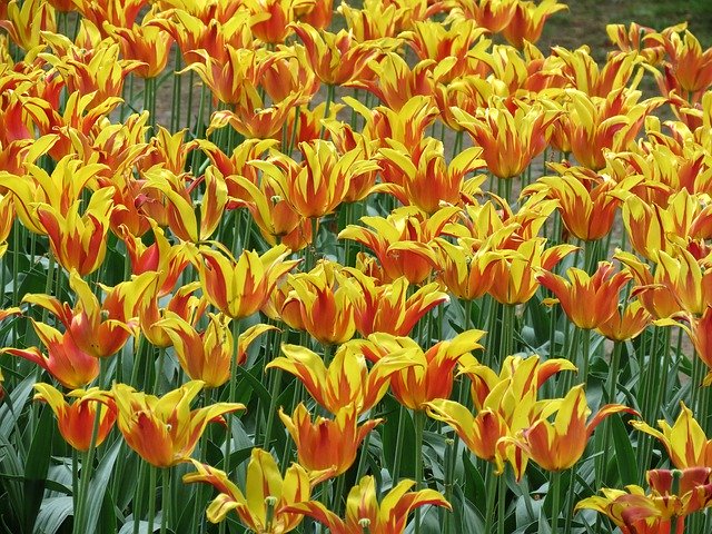 Free download Tulips Parrot Bright -  free photo or picture to be edited with GIMP online image editor