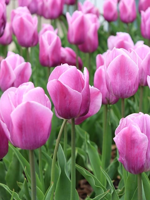 Free download tulips pella nature free picture to be edited with GIMP free online image editor