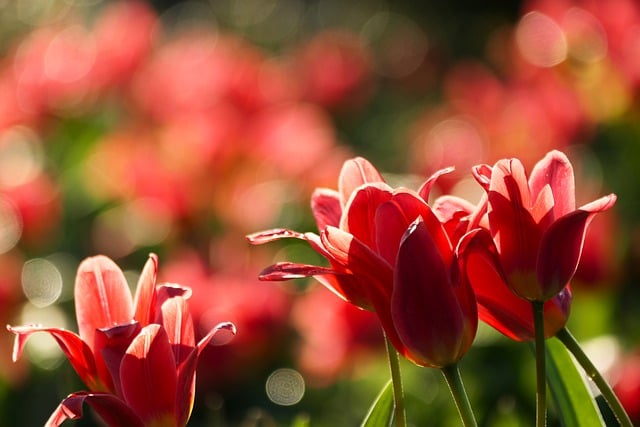 Free download tulips petals blossoms sunlight free picture to be edited with GIMP free online image editor