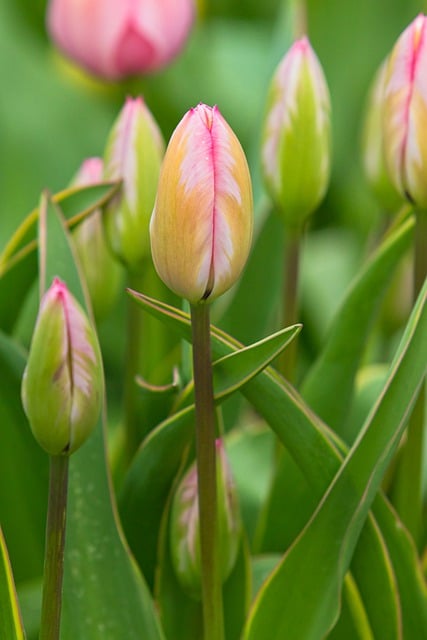 Free download tulips petals plants colorful free picture to be edited with GIMP free online image editor