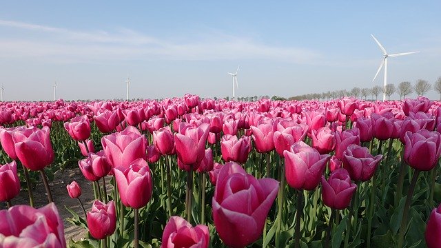 Free download Tulips Pink Tulip Fields -  free photo or picture to be edited with GIMP online image editor