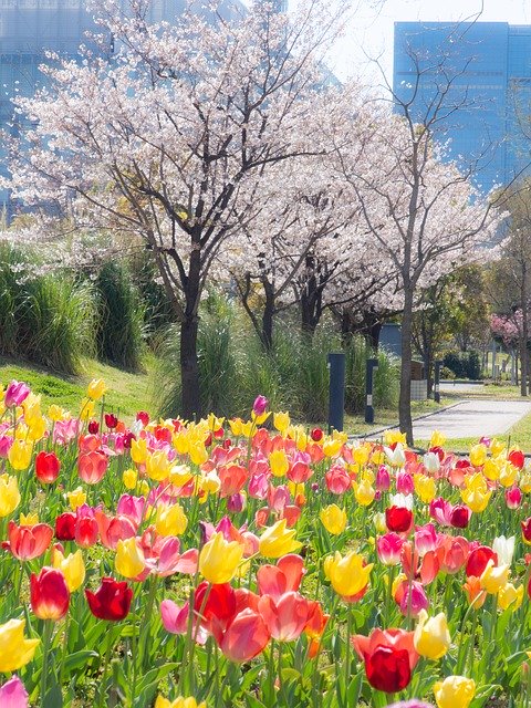 Free download Tulip Spring Cherry Blossoms -  free photo or picture to be edited with GIMP online image editor