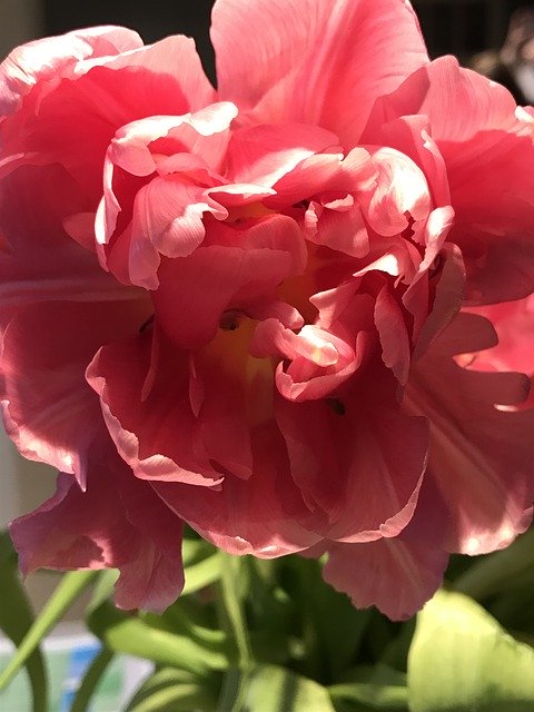 Descărcare gratuită Tulip Spring Flower - fotografie sau imagine gratuită pentru a fi editată cu editorul de imagini online GIMP