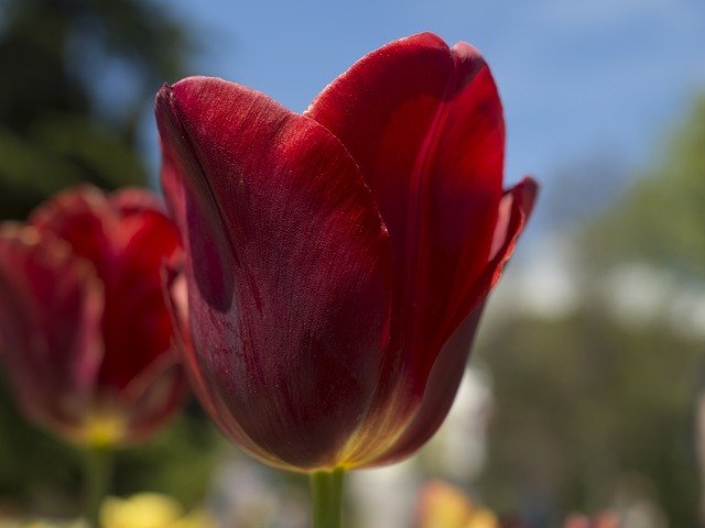 Unduh gratis Tulip Spring Garden - foto atau gambar gratis untuk diedit dengan editor gambar online GIMP