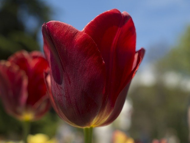 Descarga gratuita Tulip Spring Garden: foto o imagen gratuita para editar con el editor de imágenes en línea GIMP