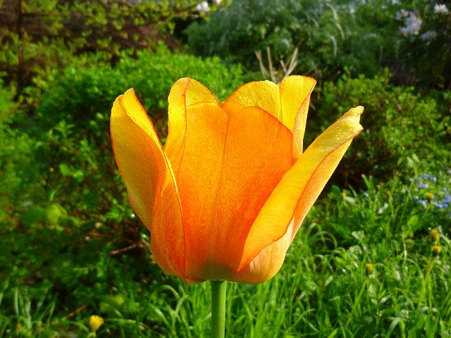 Téléchargement gratuit Tulip Spring Nature - photo ou image gratuite à éditer avec l'éditeur d'images en ligne GIMP
