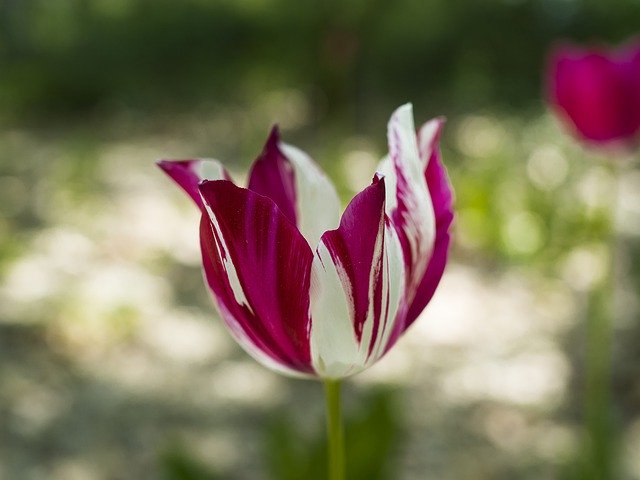 Unduh gratis Tulip Spring Petals - foto atau gambar gratis untuk diedit dengan editor gambar online GIMP