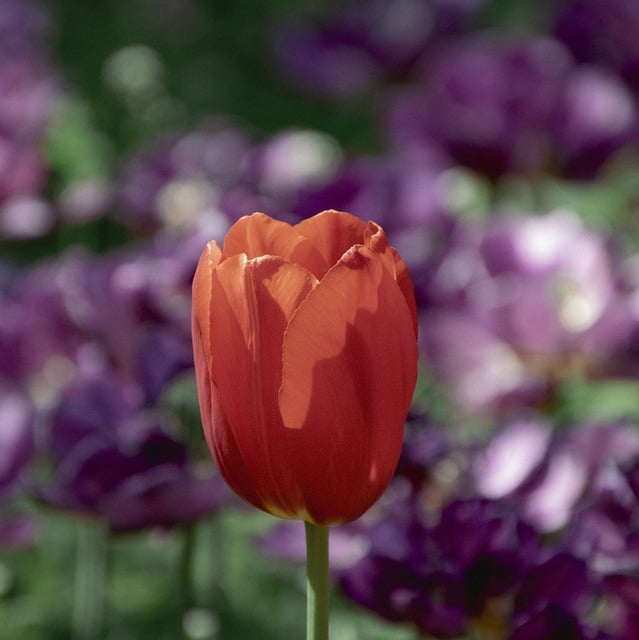 Scarica gratuitamente l'immagine gratuita di tulipano rosso primavera tulipano rosso fiore da modificare con l'editor di immagini online gratuito GIMP