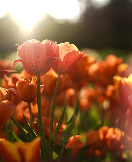 Free download tulip spring sun sunset free picture to be edited with GIMP free online image editor
