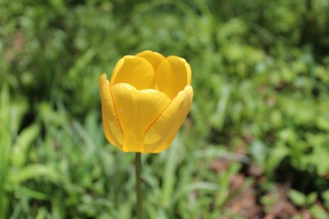 Free download Tulip Spring Tulips -  free photo or picture to be edited with GIMP online image editor
