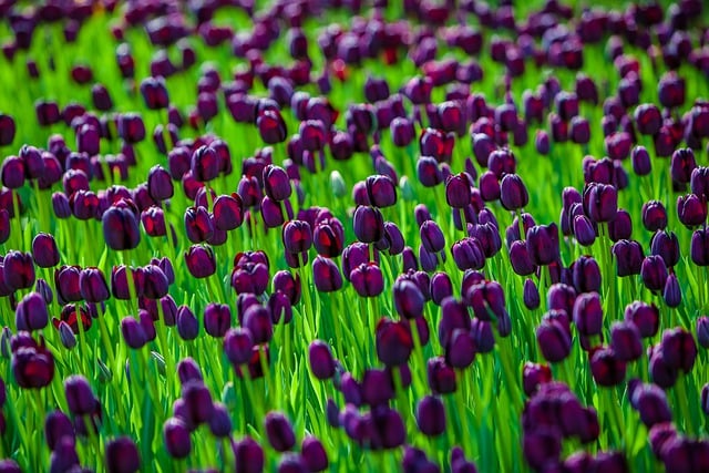 Free download tulips purple tulips purple flowers free picture to be edited with GIMP free online image editor