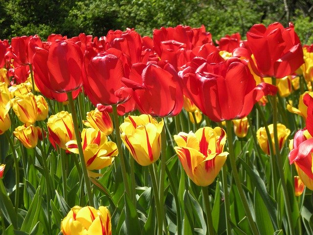 Template Photo Tulips Red -  for OffiDocs