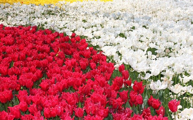 Téléchargement gratuit de tulipes rouges et blanches - photo ou image gratuite à éditer avec l'éditeur d'images en ligne GIMP