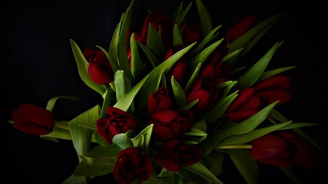 Free download tulips red background black green free picture to be edited with GIMP free online image editor