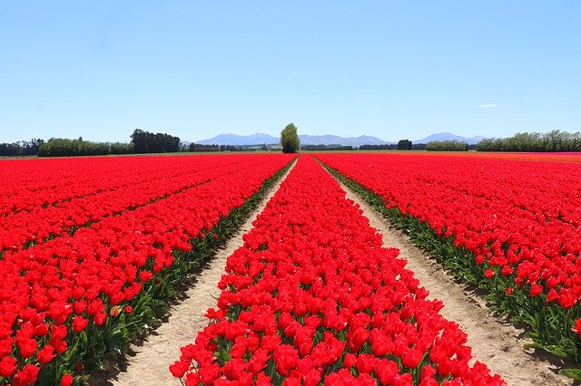 Unduh gratis Tulips Red Fields - foto atau gambar gratis untuk diedit dengan editor gambar online GIMP