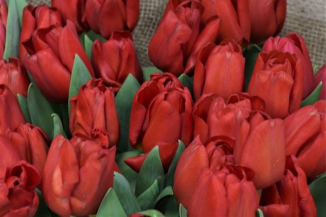 Free download Tulips Red Flowers -  free photo or picture to be edited with GIMP online image editor