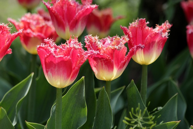 Scarica gratis tulipani tulipani rossi fiori foto gratis da modificare con GIMP editor di immagini online gratuito