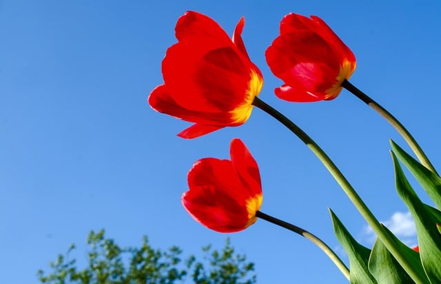 Free download tulips red tulips red flowers free picture to be edited with GIMP free online image editor